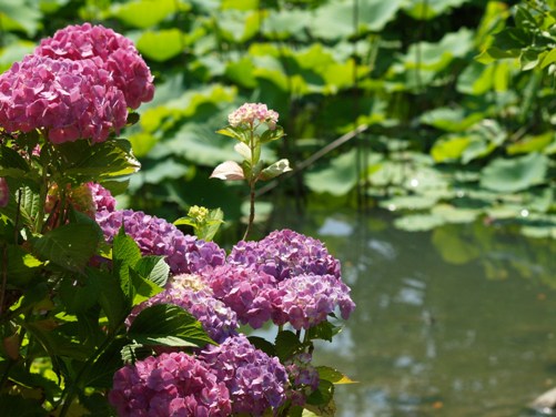 はすの池と紫陽花.JPG