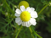 カモミールの花.JPG