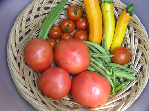 トマト収穫.JPG
