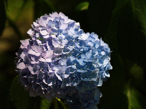 ブルー紫陽花.JPG