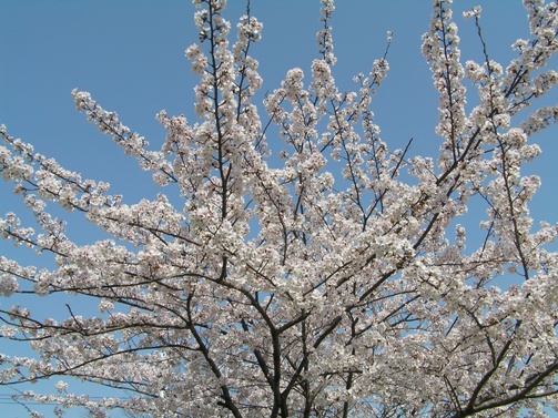 マンションの桜.JPG