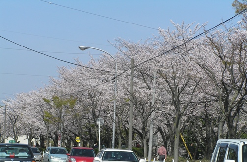 三崎の桜.JPG