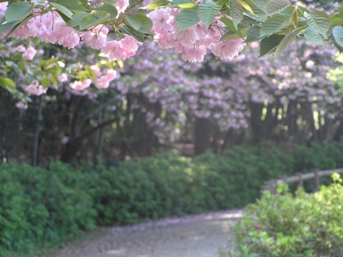 八重桜の歩道.JPG