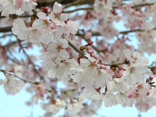 柔らかな桜.JPG
