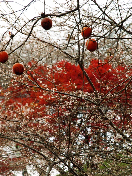 柿と桜と紅葉.JPG