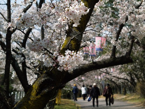 桜の林.JPG