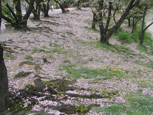 桜の絨毯１.JPG