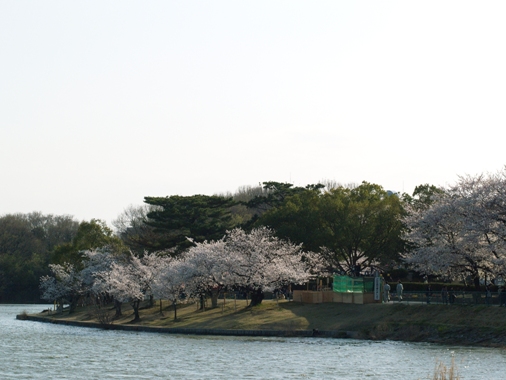 洲原の桜.JPG