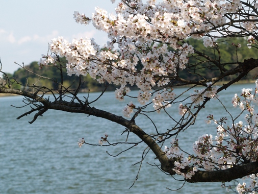 洲原池と桜.JPG