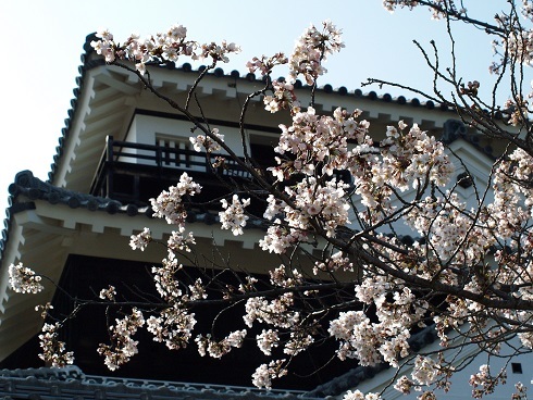松山城桜.JPG